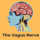 Diagram of the brain highlighting the vagus nerve connecting the brain to the heart, lungs and digestive organs.