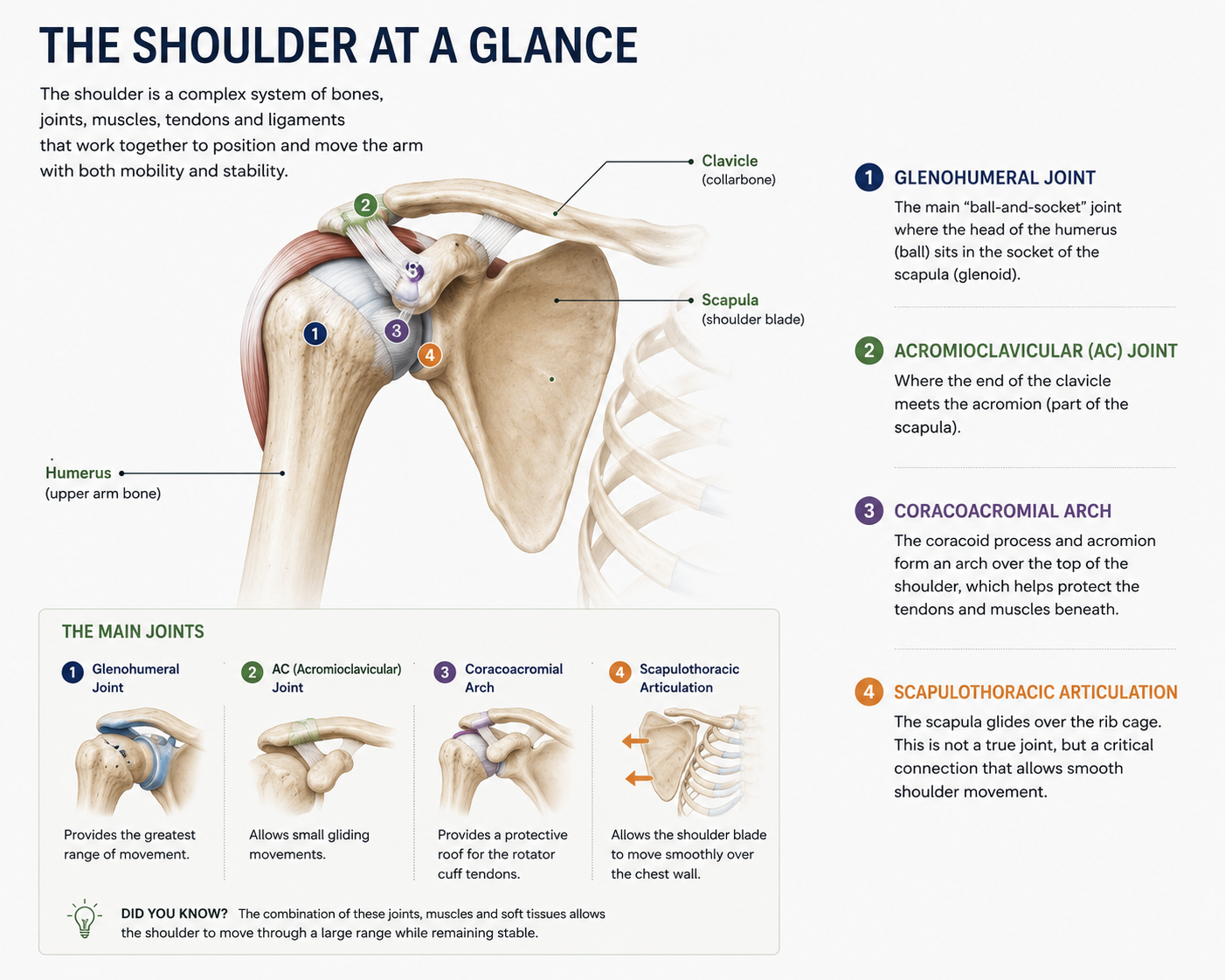 shoulder anatomy Alt text: Shoulder anatomy showing the humerus, scapula, clavicle and main shoulder joints